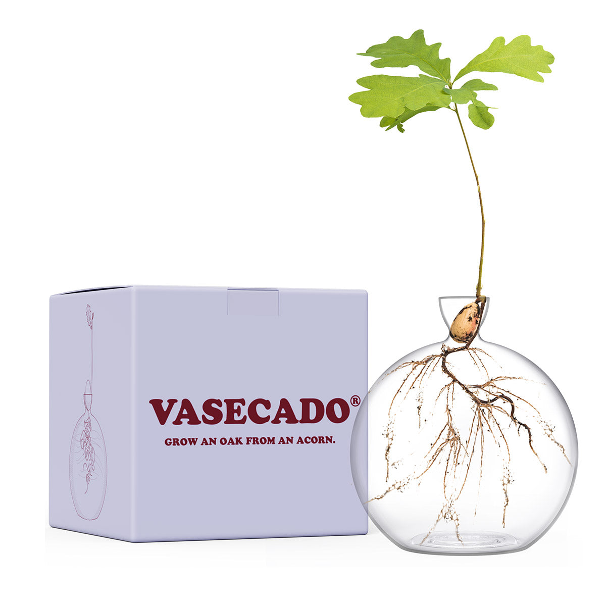Vasecado® Acorn Seed Vase image 0