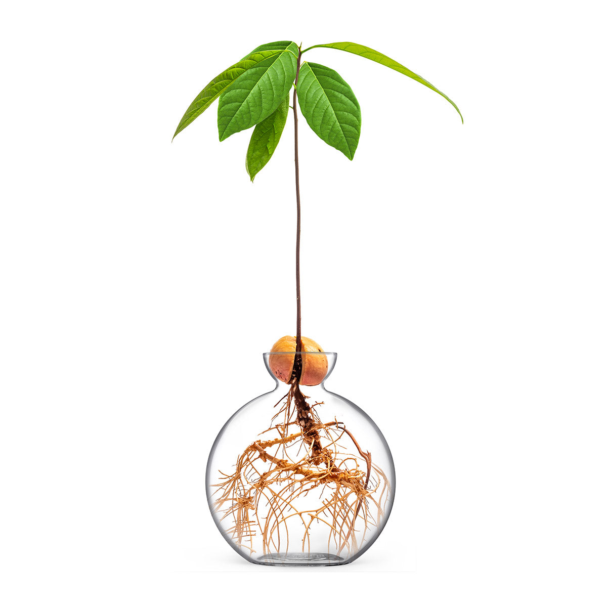 Vasecado® Avocado Seed Vase image 1