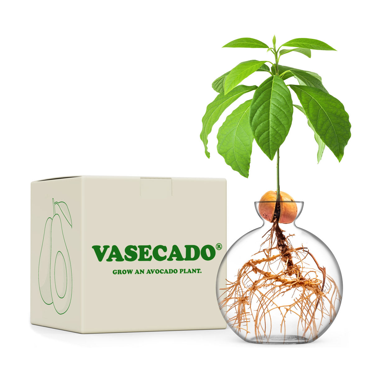 Vasecado® Avocado Seed Vase image 0