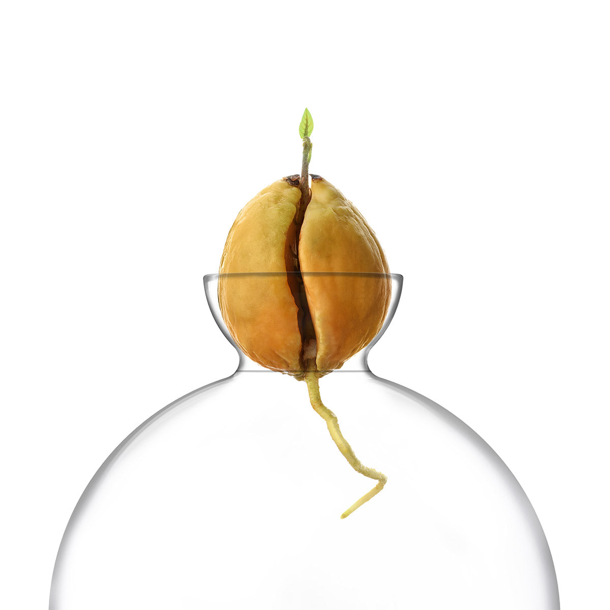 Vasecado® Avocado Seed Vase image 4