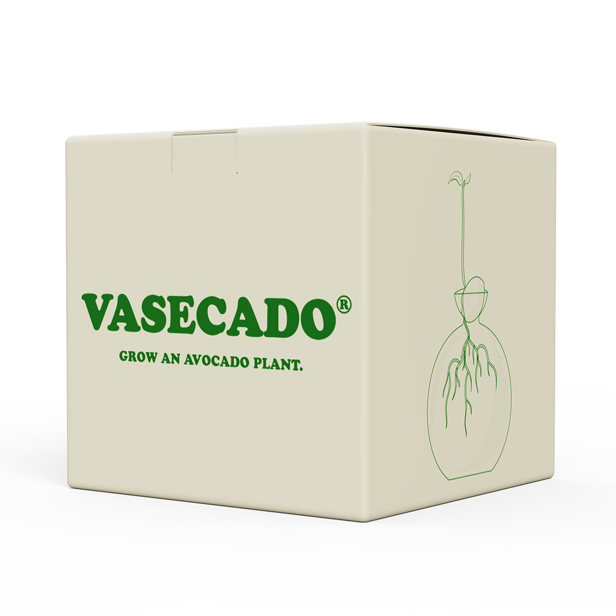 Vasecado® Avocado Seed Vase image 5