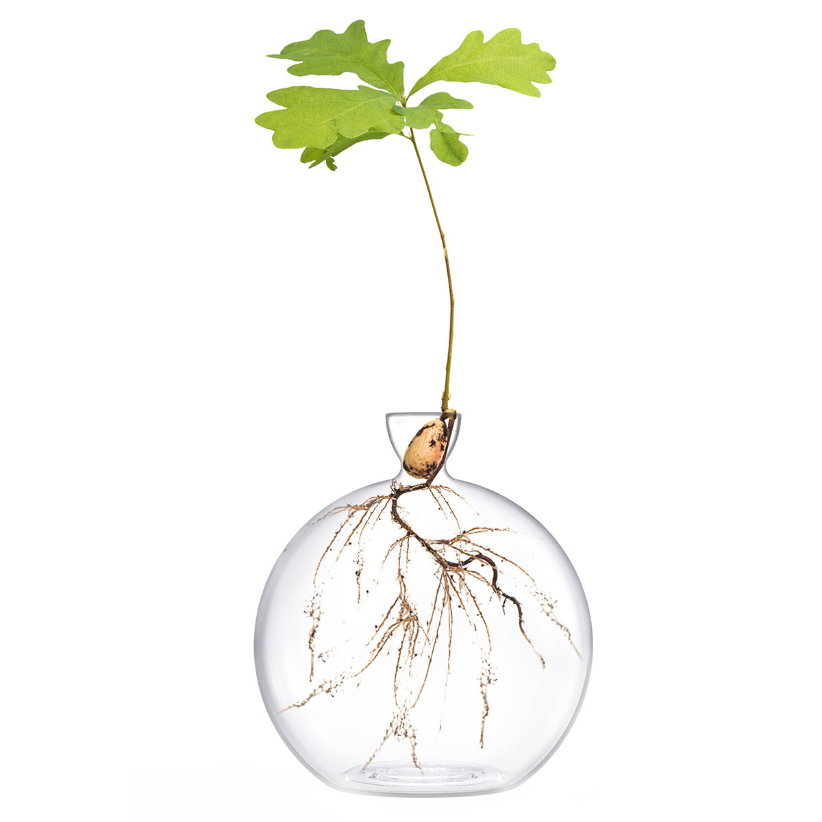 Vasecado® Acorn Seed Vase image 1
