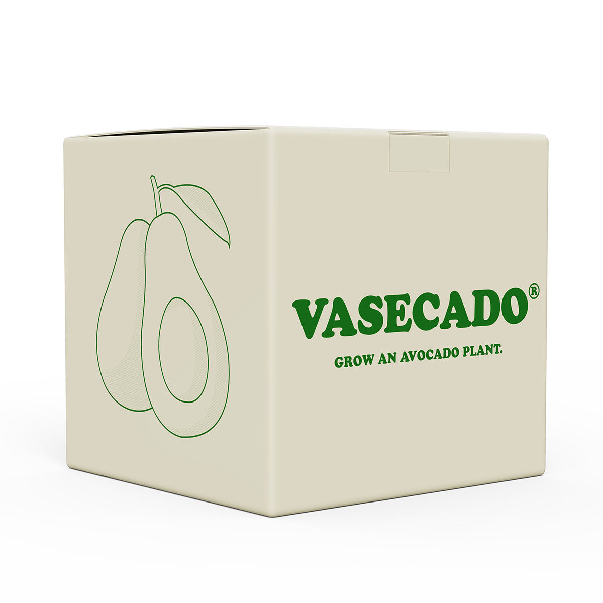Vasecado® Avocado Seed Vase image 3