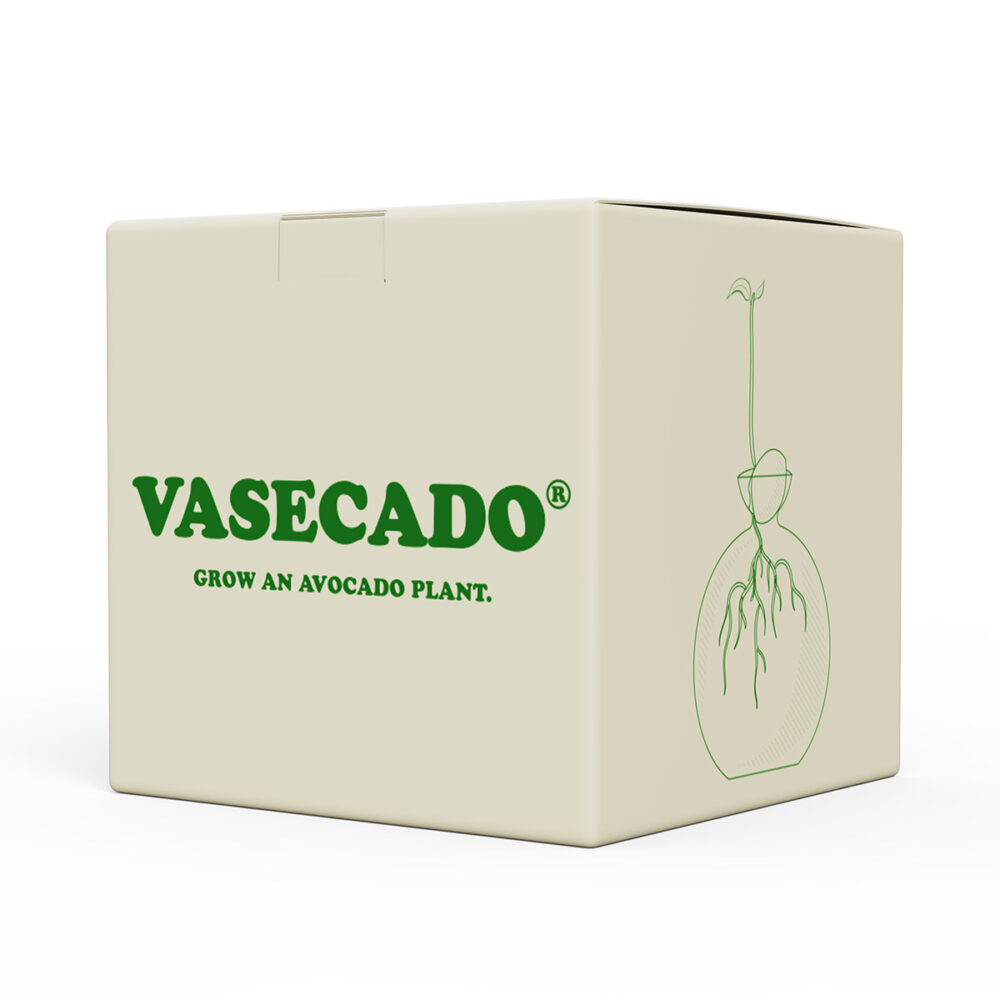 Vasecado vase for avocado seeds